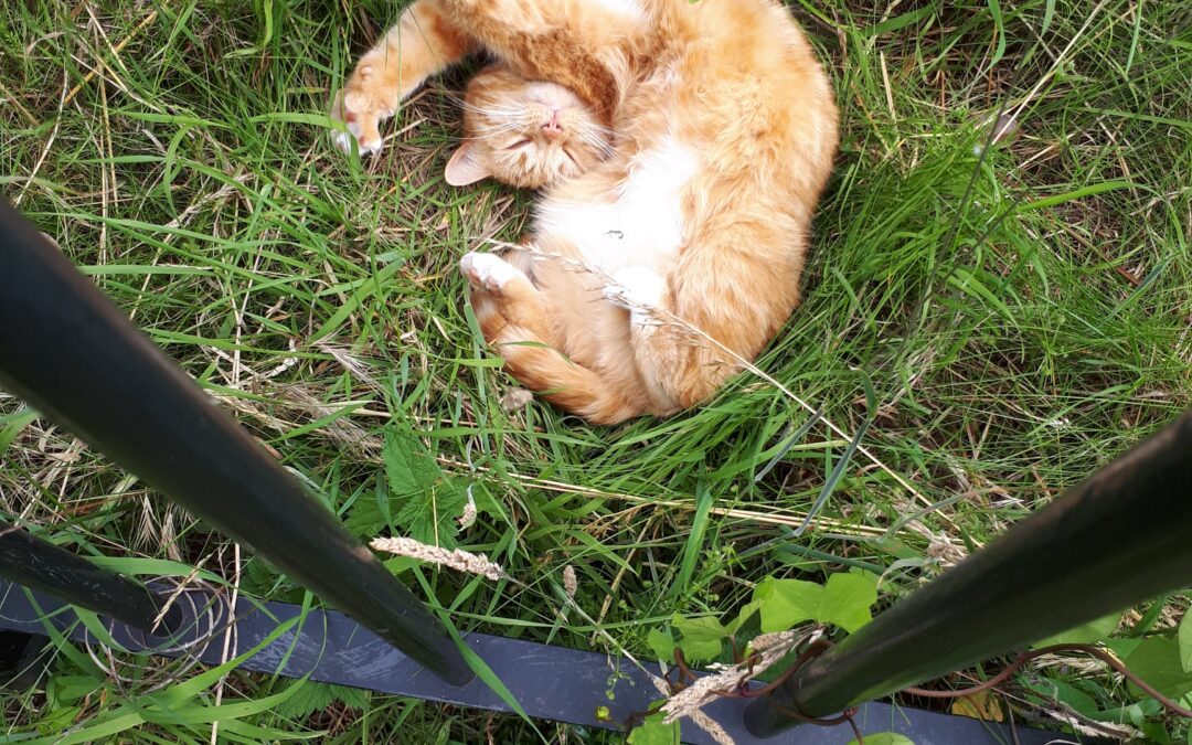 Kitty had a picnic 😍