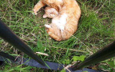 Kitty had a picnic 😍